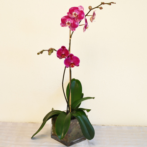 Phalaenopsis Contempo II