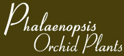 Orchid Plants Boca Raton